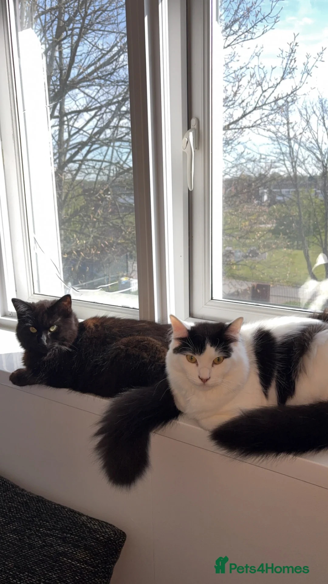 Ragcoon cats for sale: RAGCOONS FOR SALE!! - Advert 2