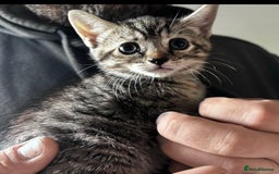 Mixed Breed cats for sale: Gorgeous kittens ready now 😍 x1 boy x2 girls  - Image 2