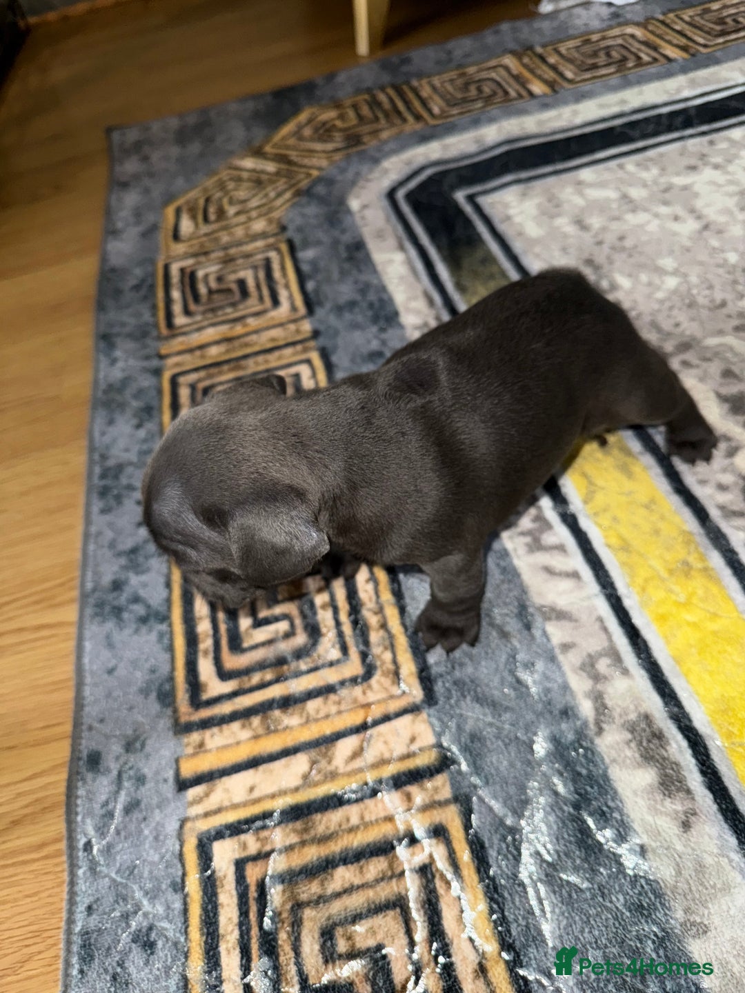 French Bulldog dogs for sale: 4 Little puppy original french bulldog 3 girls1 bo - Image 2