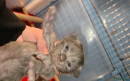 Maine Coon cats for sale: Tica maine coon kitten  - Advert 11