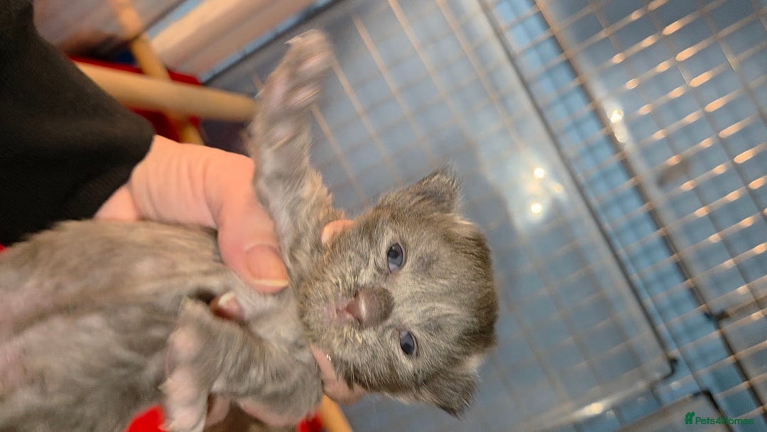 Maine Coon cats for sale: Tica maine coon kitten  - Advert 11