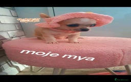Chihuahua dogs for sale: Chihuahua  - Image 2