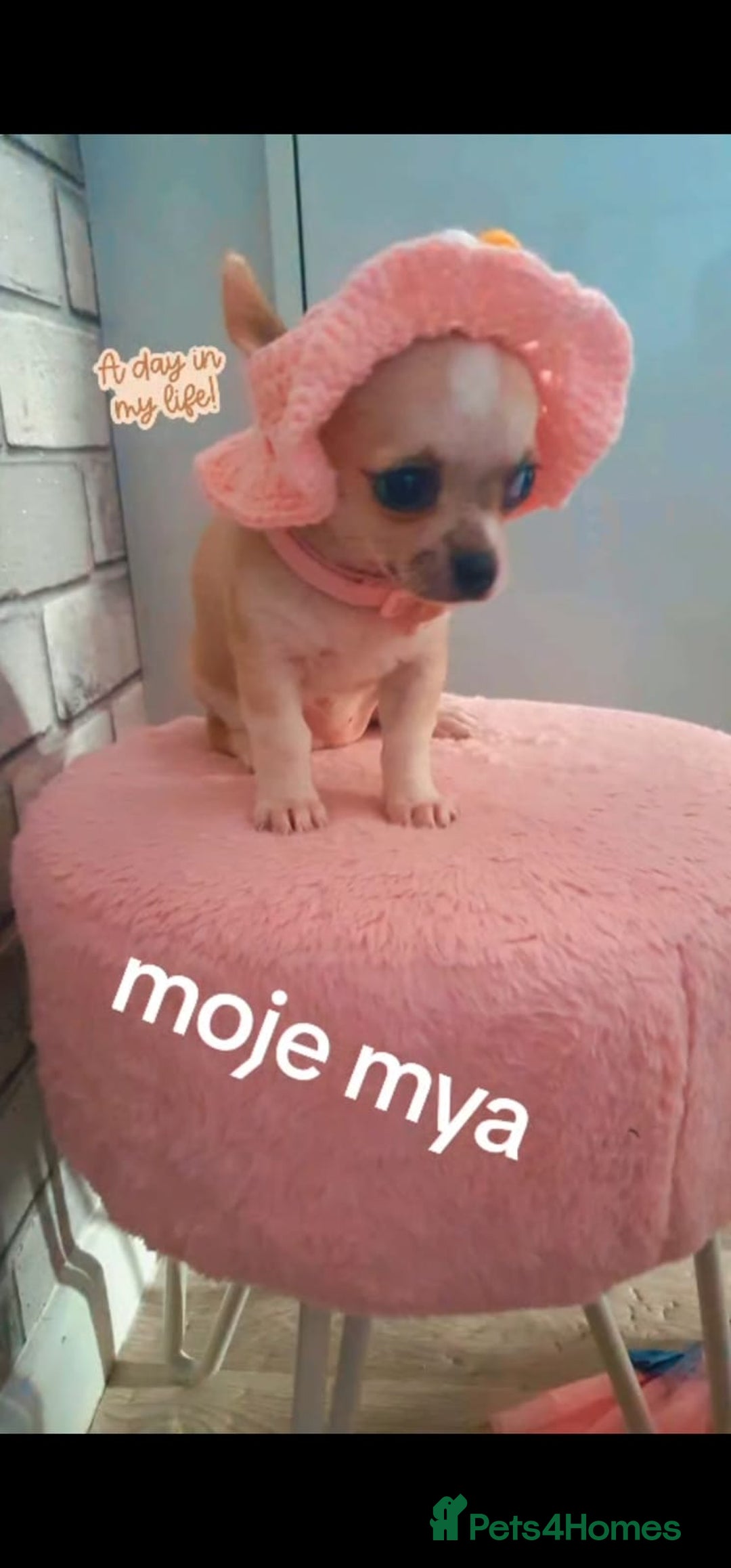 Chihuahua dogs for sale: Chihuahua  - Image 2