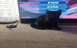 Maine Coon cats for sale: Maincoon  - Image 4