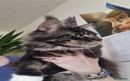 Maine Coon cats for sale: Gorgeous Male Maine Coon  - Image 5