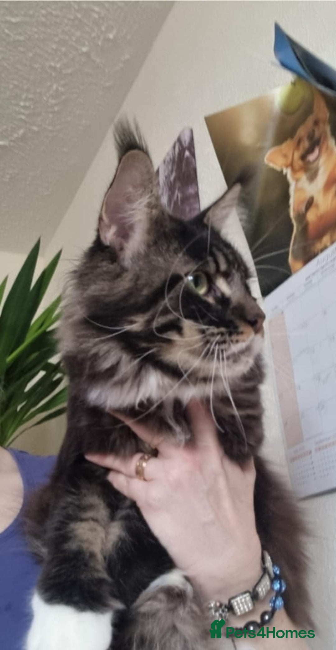 Maine Coon cats for sale: Gorgeous Male Maine Coon  - Image 5