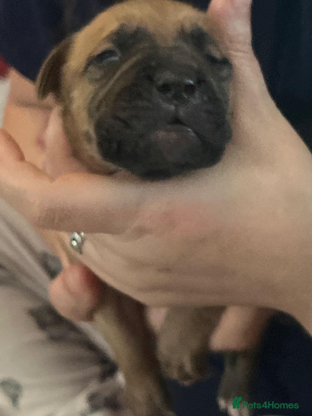 Dogue De Bordeaux dogs for sale: Dogue de Bordeaux puppies - Advert 15