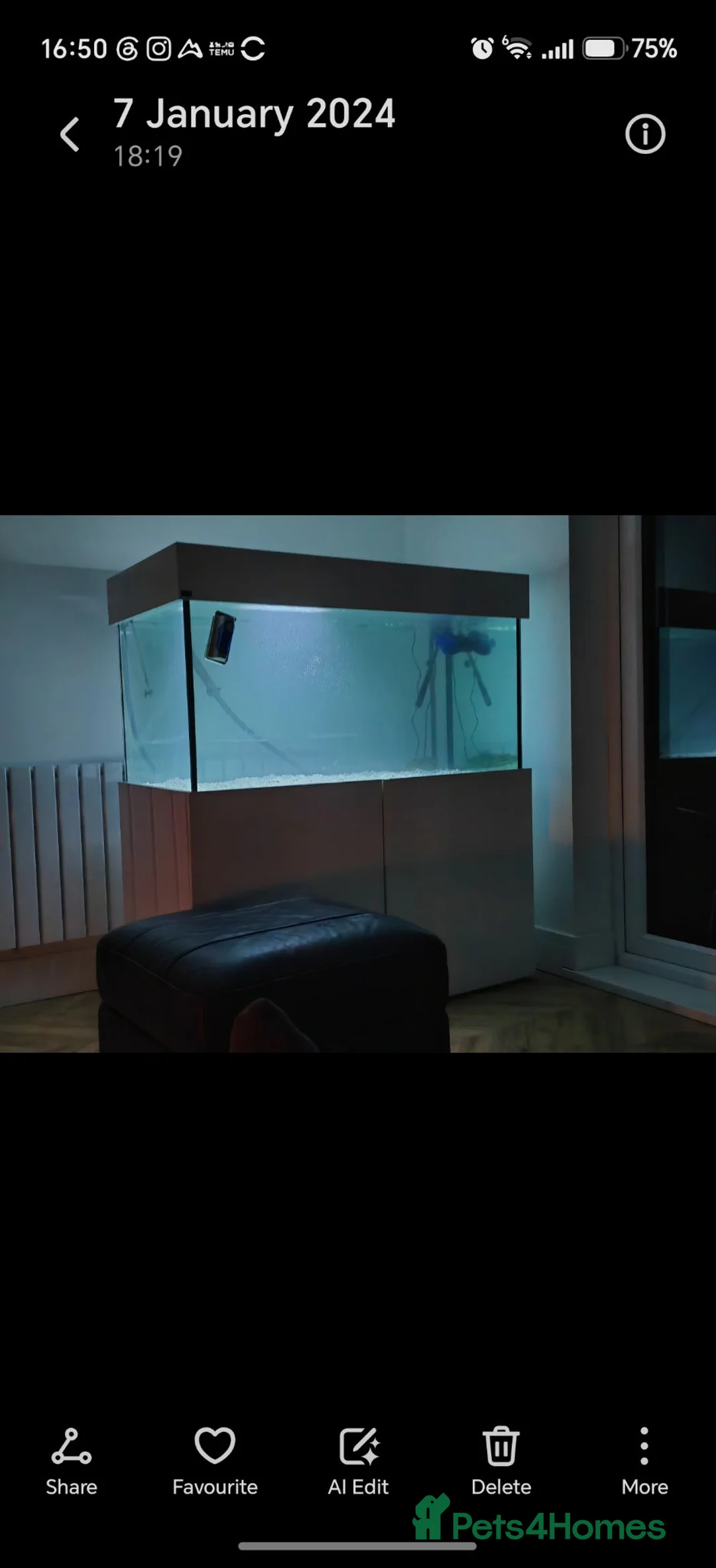 Pufferfish fish for sale: Fahacka puffer  in Houghton le Spring - Advert 2