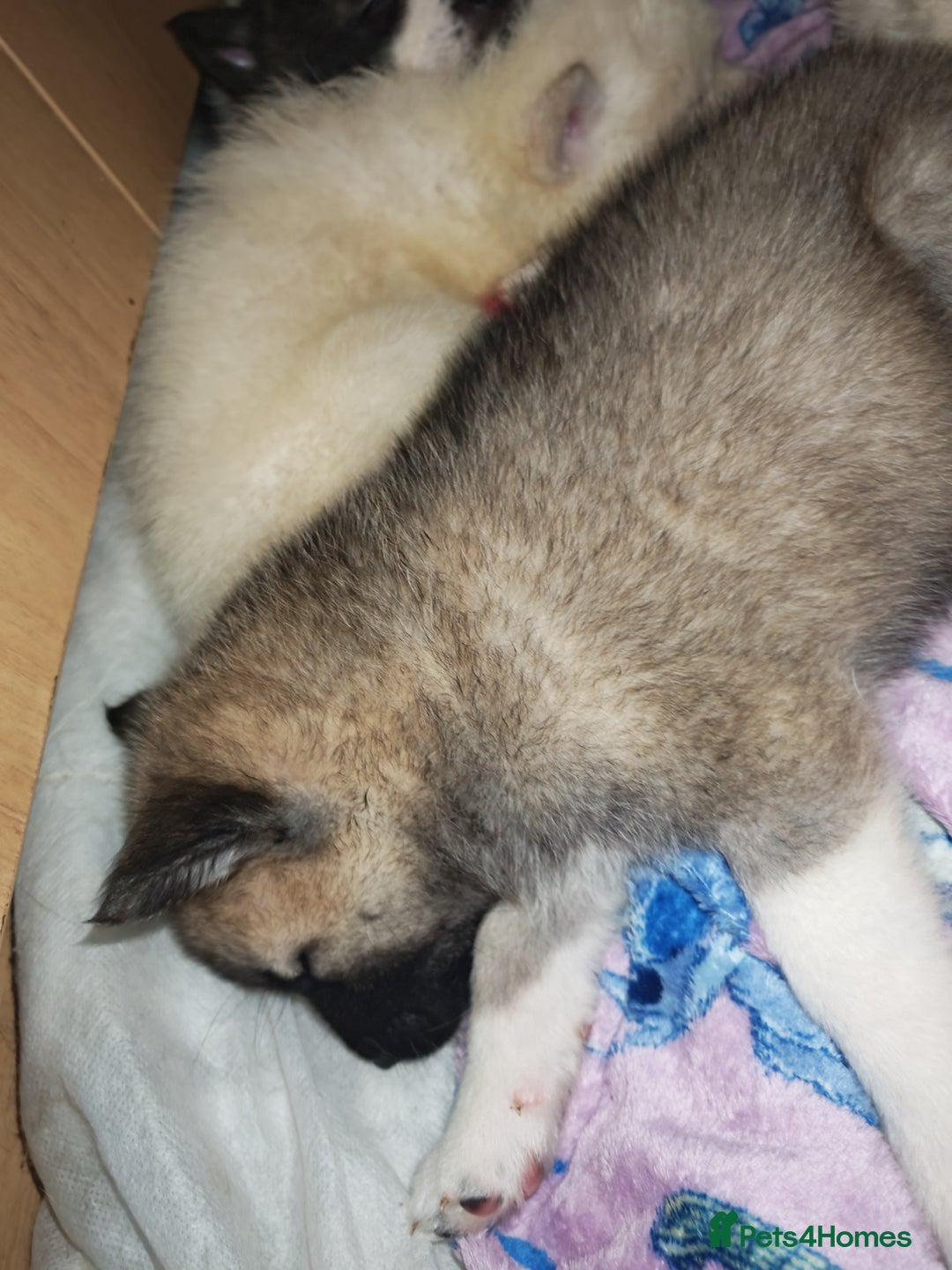 Akita dogs for sale: Akita puppys ready now  - Advert 18