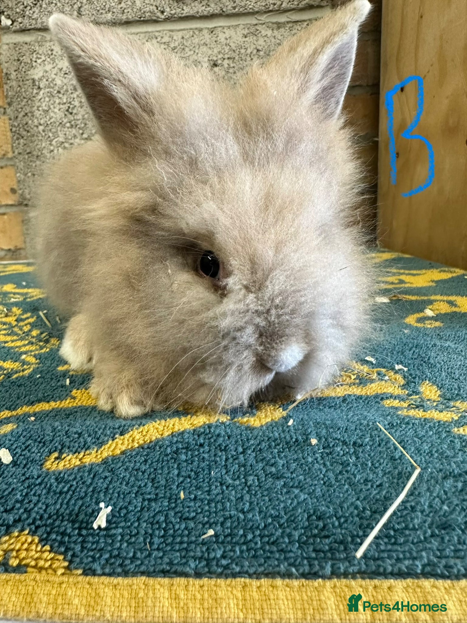 Lionhead rabbits Lionhead Rabbits For Sale  - Advert 2