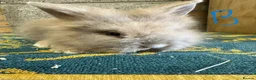 Lionhead rabbits for sale: Lionhead Rabbits For Sale  - Advert 2