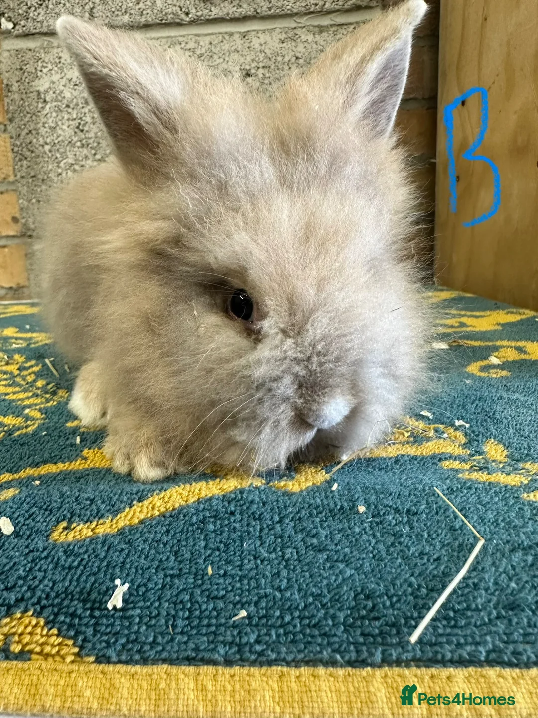 Lionhead rabbits for sale: Lionhead Rabbits For Sale  - Advert 2