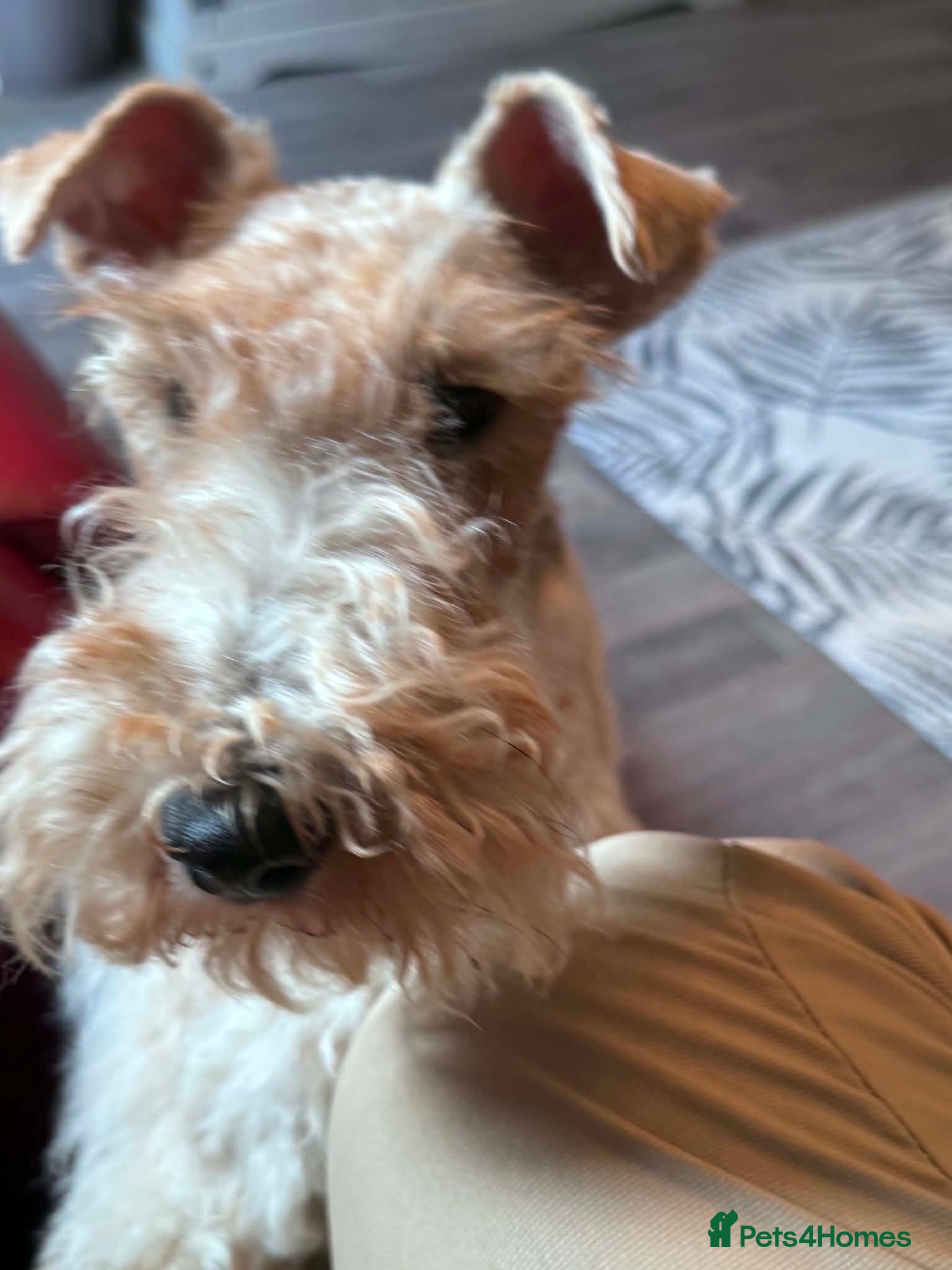 Fox Terrier dogs Young adult bitch. - Advert 1