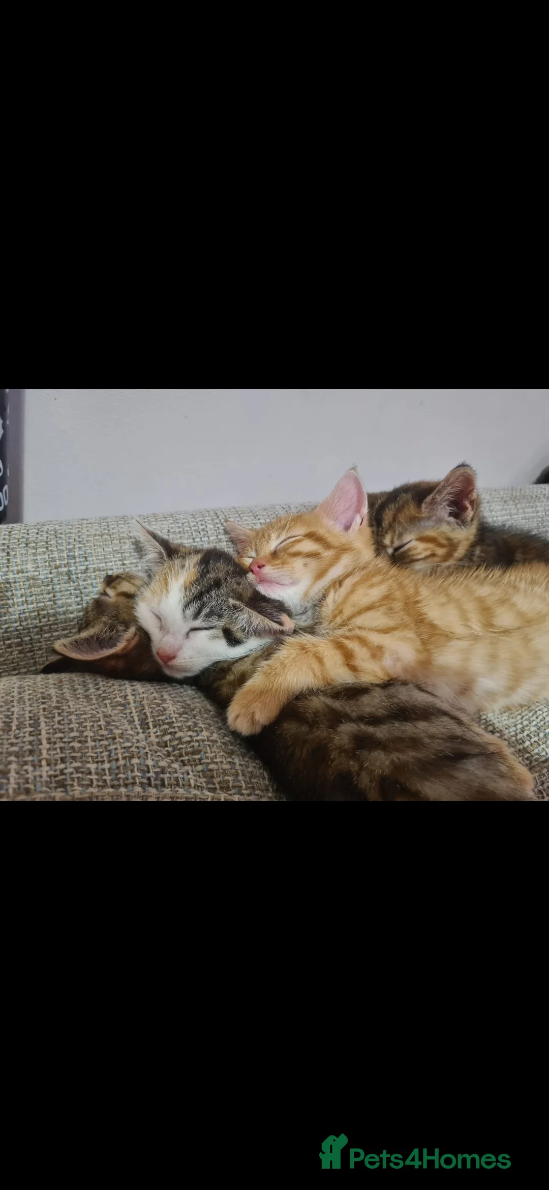 Mixed Breed cats for sale: 10 week old kittens (ready by 5th march) - Advert 1