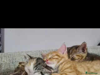 Mixed Breed cats 10 week old kittens (ready by 5th march) - Advert 1