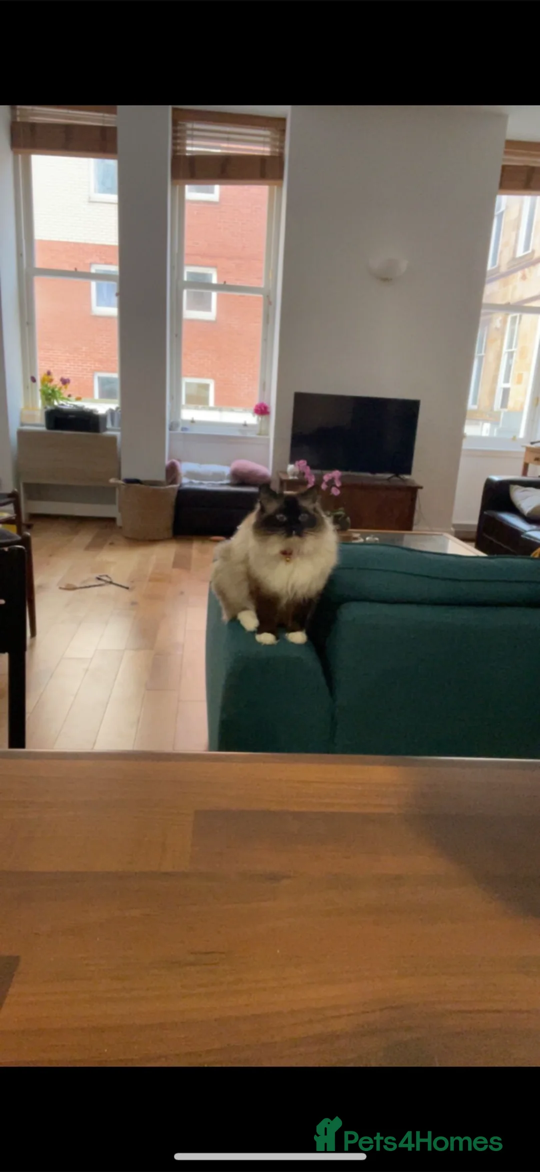 Ragdoll cats for sale: Active Female Ragdoll paper work  in Glasgow - Advert 5