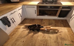 Labrador Retriever dogs for sale: ⭐️ Lush Lab Pups - READY 15/10/25 ⭐️ - Image 1