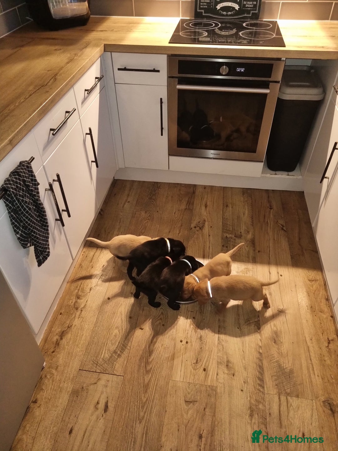 Labrador Retriever dogs for sale: ⭐️ Lush Lab Pups - READY 15/10/25 ⭐️ - Image 1