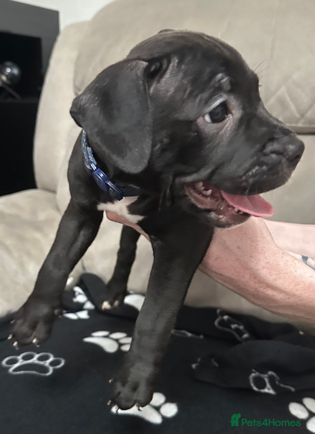 Staffordshire Bull Terrier dogs for sale: 2 Chunky staffy pups left !!! - Image 8
