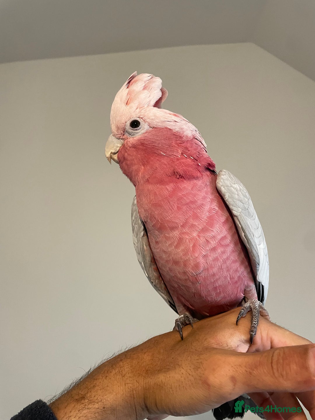 Cockatoo birds for sale: 100% SILLY TAME HAND REARED BABY GALAH COCKATOO - Advert 5