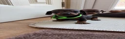 Dachshund dogs for sale: Dachshund  - Advert 5
