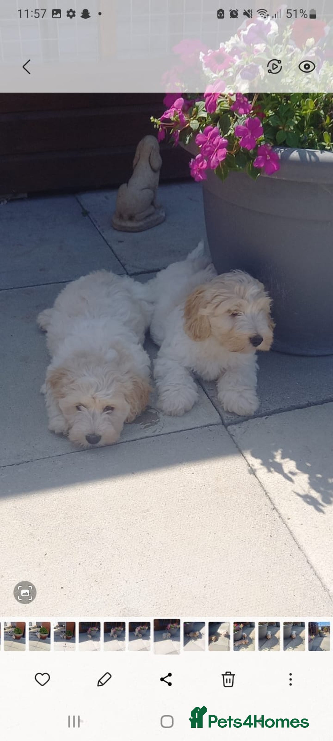 Mixed Breed dogs for sale: Maltese cross  cocker  - Image 2