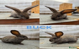 Continental Giant rabbits for sale: Continental giant x New Zealand white - Image 6