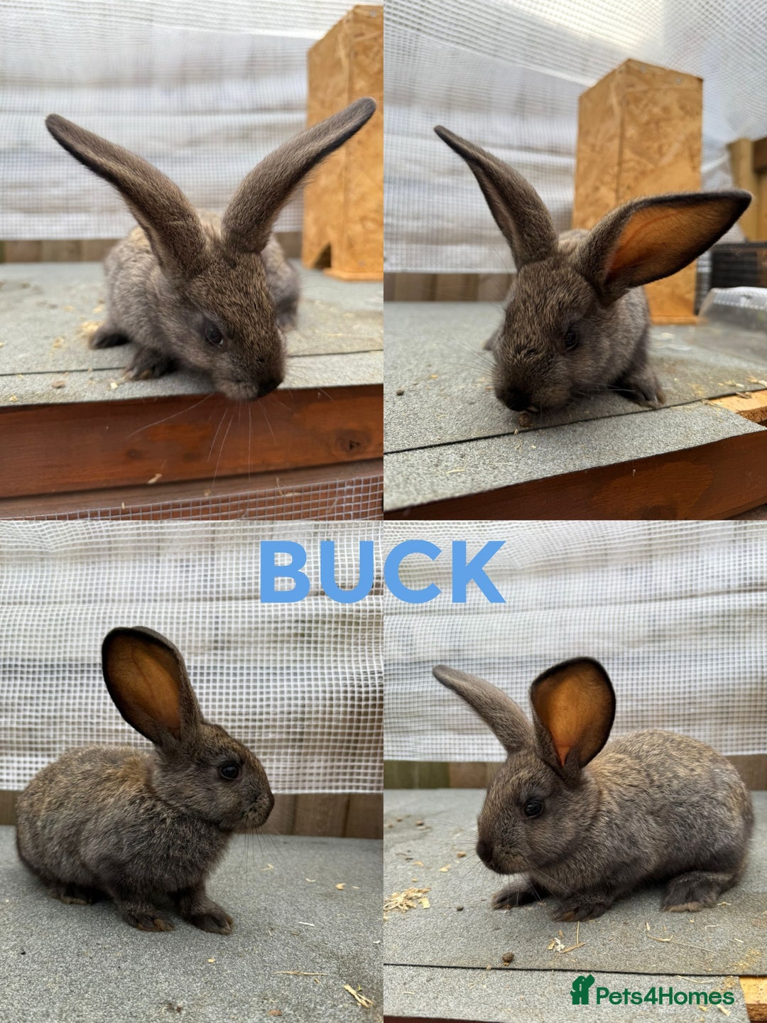 Continental Giant rabbits for sale: Continental giant x New Zealand white - Image 6