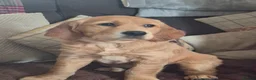 Golden Retriever dogs for sale: 3 gorgeous boys left - Advert 2