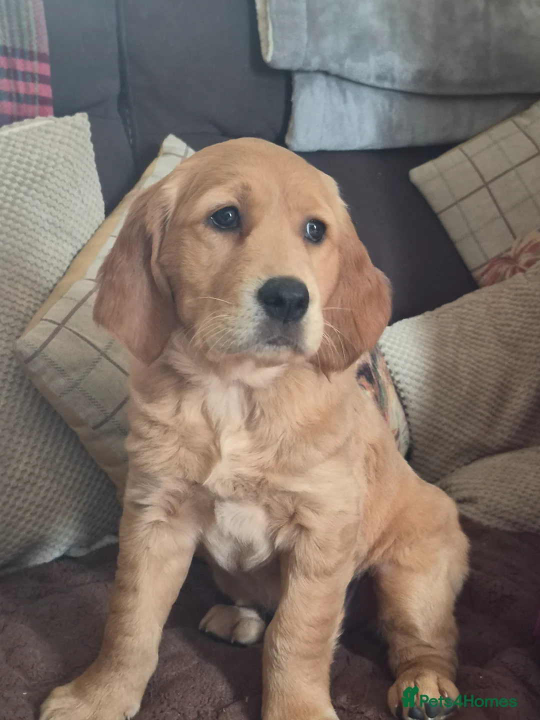 Golden Retriever dogs for sale: 3 gorgeous boys left - Advert 2