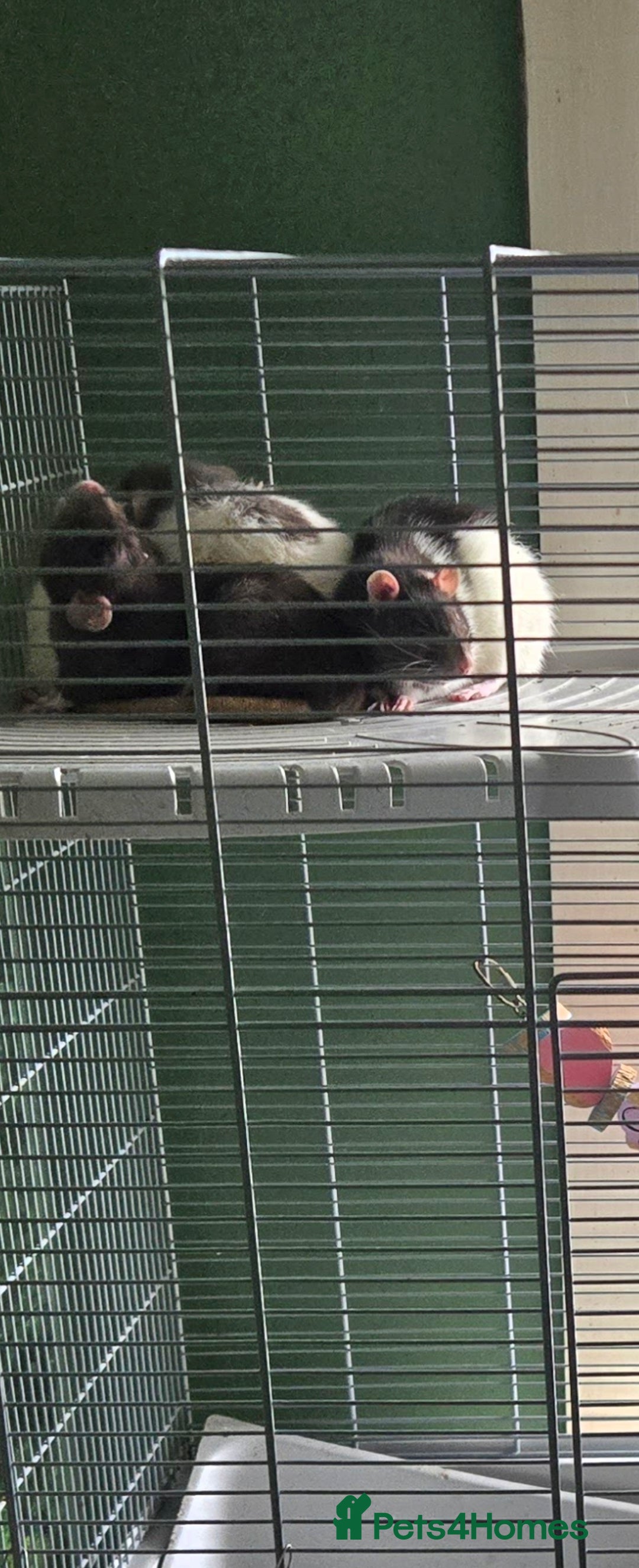 Rat rodents for sale: 5 female rats with cage - free to a good home - Advert 3