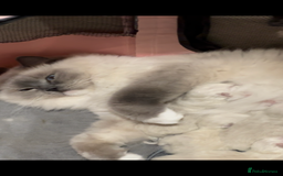 Ragdoll cats for sale: 🌸 Ragdoll Kittens | Home-Bred with Love 🌸 - Image 6