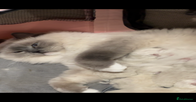 Ragdoll cats - Advert 8