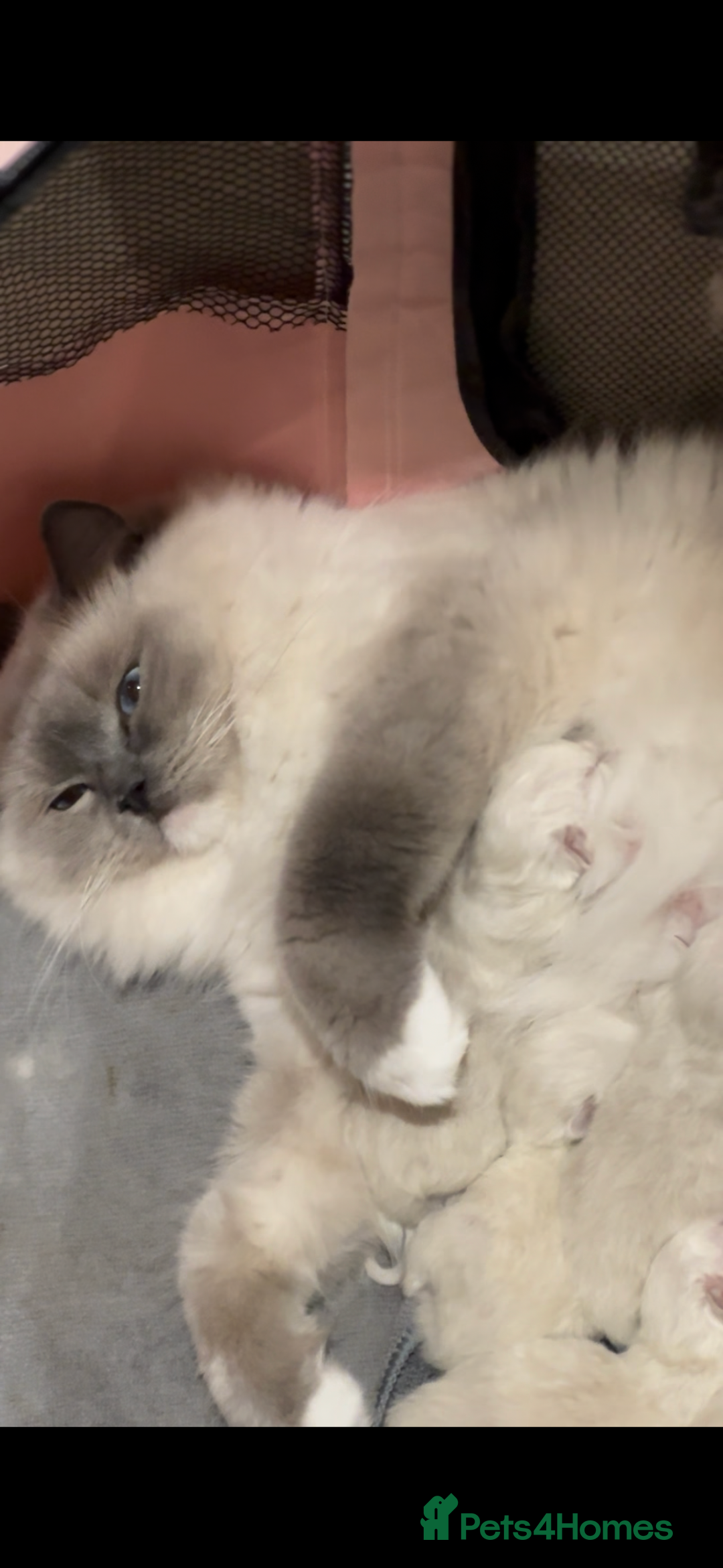 Ragdoll cats for sale: 🌸 Ragdoll Kittens | Home-Bred with Love 🌸 - Image 6