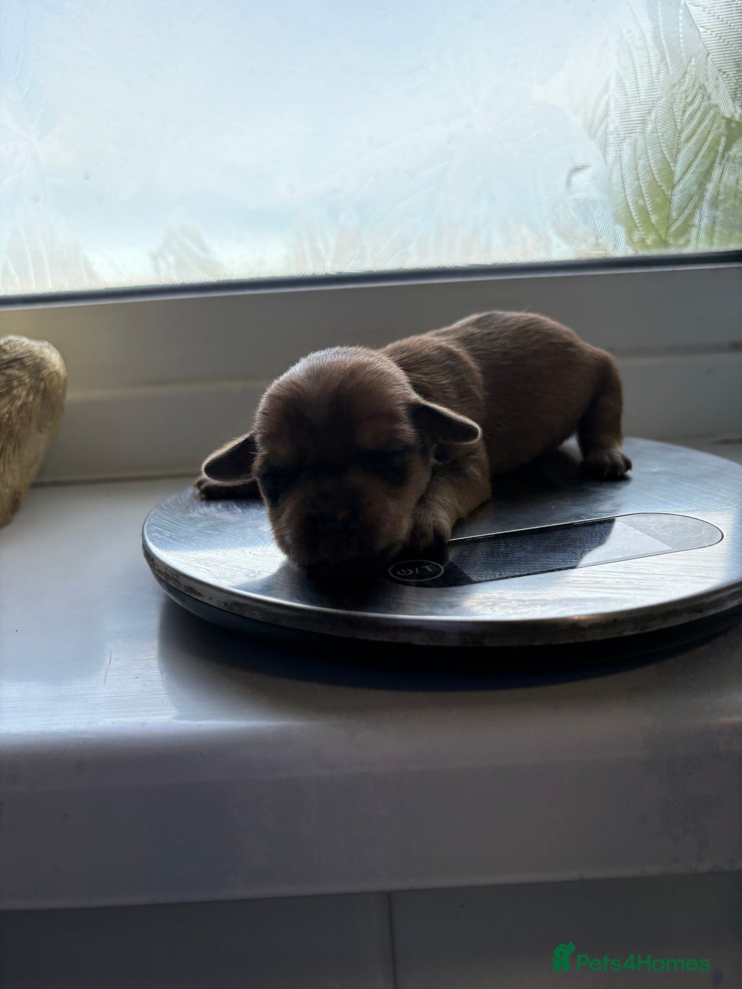 Mixed Breed dogs for sale: Doxie poo puppies - Image 23