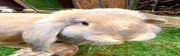 French Lop rabbits for sale: Beautiful female French Lop - Advert 1