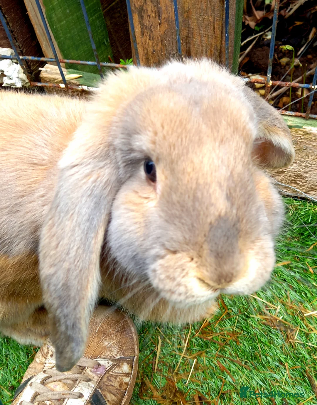 French Lop rabbits for sale: Beautiful female French Lop - Advert 1