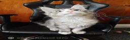 Maine Coon cats for sale: Maine coon Blue eyes + Long Hair - Advert 10