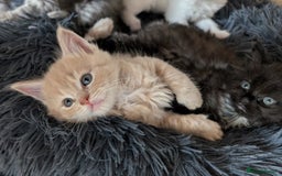 Maine Coon cats for sale: 5 Beautiful Maine Coon kittens available! 😻 - Image 5