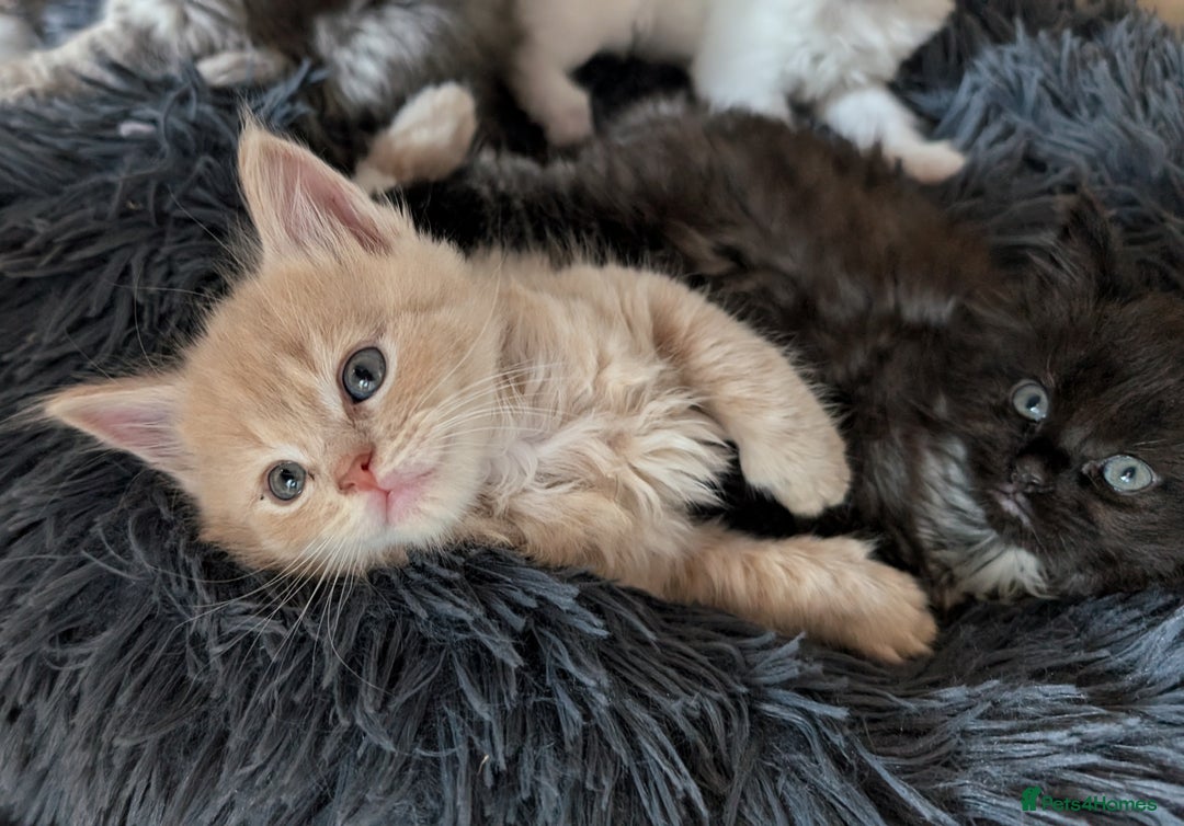 Maine Coon cats for sale: 5 Beautiful Maine Coon kittens available! 😻 - Image 5