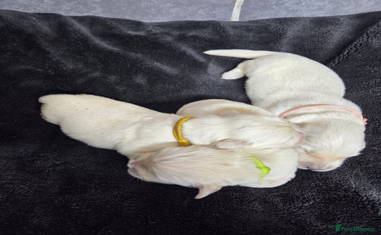 Golden Retriever dogs Gorgeous kc reg golden retrievers  - Advert 1