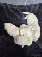 Golden Retriever dogs Gorgeous kc reg golden retrievers - Advert 3