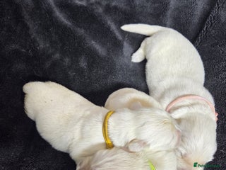 Golden Retriever dogs Gorgeous kc reg golden retrievers - Advert 6