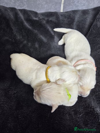 Golden Retriever dogs Gorgeous kc reg golden retrievers - Advert 1