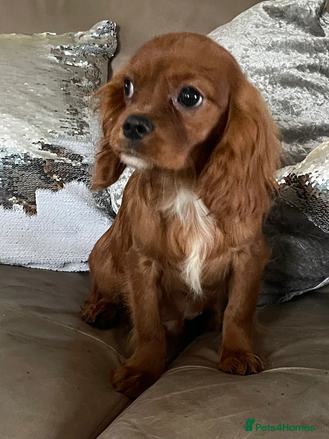 Cavalier King Charles Spaniel dogs for sale: Cavalier Ruby red male KC Registered - Advert 4
