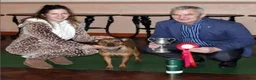 Staffordshire Bull Terrier dogs for sale: KC Registered last white female - Advert 16