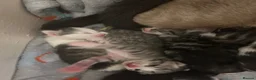 Perdoll cats for sale: Beautiful perdoll kittens available  in Birkenhead - Advert 19