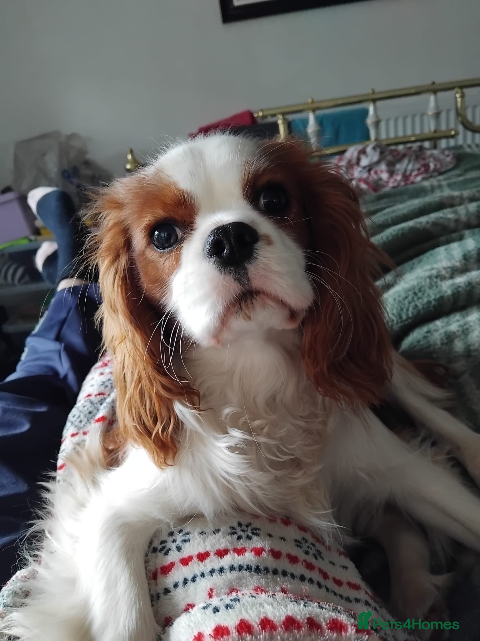 Cavalier King Charles Spaniel dogs Fantastic ckcs male potential stud or pet - Advert 13