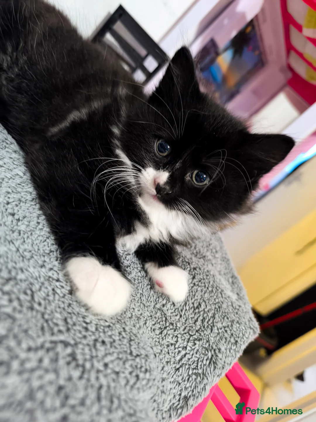 Mixed Breed cats for sale: Long and short hair kittens available now  - Advert 10