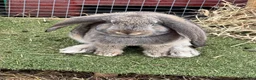 Continental Giant rabbits for sale: Giant conti with giant french lop - Advert 22